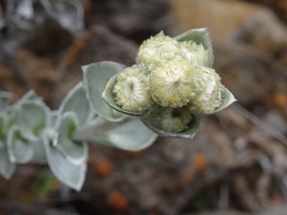 Psidia callocephala - ASTERACEAE - Endémique Réunion