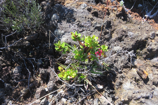 18 Agarista buxifolia - Petit Bois de rempart - Ericacée