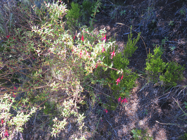 29 Fuchsia magellanica - Ti Zanneau - Fuchsia  - Exotique