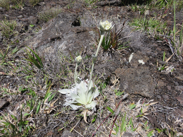41 Helichrysum arnicoides - Petit velours blanc - ASTERACEE Endémique