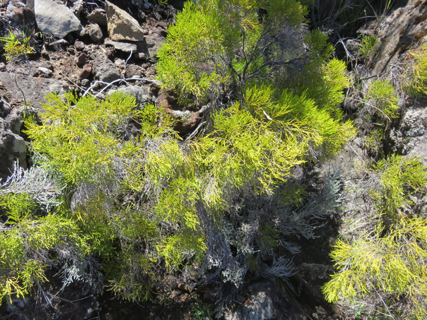 43 Faujasia pinifolia - Branle filao - Asteraceae