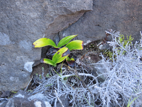 46 ??? Benthamia spiralis (Thouars) - - ORHICACEA - A. Rich. Madagascar, La Réunion, Maurice