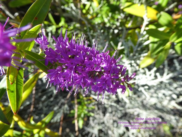 Hebe salicifolia .Véronique arbustive de Nouvelle Zélande P1300821