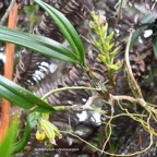 Bulbophyllum cylindrocarpum Orchida ceae Indigène La Réunion 8219.jpeg