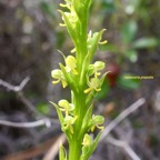 Habenaria praealta Orchidaceae  Endémique la Réunion 8187.jpeg