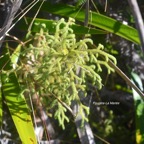 Lycopodiella cernua Fouge?re-La Marie?e Ly copodiaceae Indigène La Réunion 8100.jpeg