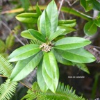 Melicope obscura Bois de catafaille Ru taceae Endémique La Réunion 8199.jpeg