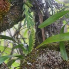 Oberonia disticha Orchidaceae  Indigène La Réunion 8181.jpeg