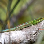 Phelsuma borbonica Gecko vert des hauts G ekkonidae Endémique La Réunion 8194.jpeg