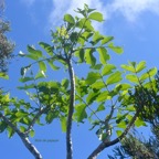 Polyscias repanda Bois de papaye Arali aceae Endémique La Réunion 8107.jpeg
