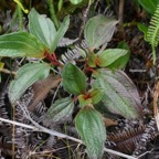 Tristemma mauritianum Voatouque Melasto mataceae Indigène la Réunion 8215.jpeg