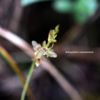 bulbophyllum mascarenense ( minutum)Orchidaceae  8222.jpeg