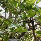 Antidesma madagascariense. Bois de cabri blanc.phyllanthaceae.indigène Réunion. (2).jpeg
