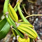 Bulbophyllum cylindrocarpum Frapp. ( fruit ) orchidaceae.endémique Madagascar Mascareignes..jpeg