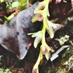 Bulbophyllum mascarenense.orchidaceae.endémique Réunion Maurice (1).jpeg