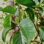 Cordemoya integrifolia.( Hancea integrifolia )  Bois de  perroquet.  ( avec inflorescence mâle en boutons ) euphorbiaceae .endémique Réunion Maurice.jpeg