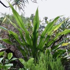 Cordyline mauritiana.canne marronne.asparagaceae.endémique Réunion Maurice..jpeg