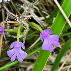 Cynorkis purpurascens.orchidaceae.endémique Madagascar Mascareignes..jpeg