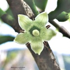 Geniostoma borbonicum  Bois de piment  bois de rat. loganiaceae endémique Réunion Maurice. (1).jpeg