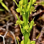 Habenaria praealta . ( détail hampe florale  .).orchidaceae.endémique Mascareignes Madagascar..jpeg