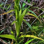 Habenaria praealta .orchidaceae.endémique Mascareignes Madagascar. (1).jpeg