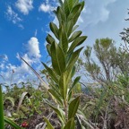 Melicope obscura  Bois de catafaille. rutaceae. endémique Réunion..jpeg