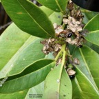 Melicope obscura  Bois de catafaille.( avec fruits murs ouverts et graines ) rutaceae. endémique Réunion..jpeg