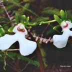 Oeonia rosea.orchidaceae.endémique Madagascar Mascareignes. (1).jpeg