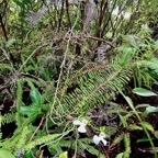 Oeonia rosea.orchidaceae.endémique Madagascar Mascareignes..jpeg