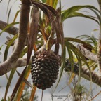 Pandanus montanus Bory. pimpin.vacoi des montagnes.pandanaceae.endémique Réunion. (1).jpeg