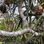 Phelsuma borbonica .gecko vert des hauts sur Pandanus montanus Bory. pimpin.vacoi des montagnes.pandanaceae.endémique Réunion..jpeg