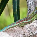Phelsuma borbonica.gecko vert des hauts.gekkonidae.endémique Réunion...jpeg