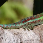 Phelsuma borbonica.gecko vert des hauts.gekkonidae.endémique Réunion...jpeg.jpeg