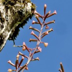 Polystachya mauritiana.orchidaceae.endémique Madagascar. Maurice Réunion Seychelles.jpeg