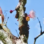 Syzygium cymosum .Bois de pomme rouge.fleurs sur le tronc (cauliflorie ) myrtaceae.endémique Réunion Maurice..jpeg.jpeg