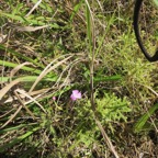 5. Cynorkis purpurascens - Orchidoideae - Indigene Reunion  IMG_4041.JPG.jpeg