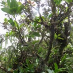 17. Fruits Antidesma madagascariense Bois de cabri blanc Phyllanthaceae Indigène La Réunion IMG_4065.JPG.jpeg