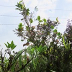 18. Fruits Antidesma madagascariense Bois de cabri blanc Phyllanthaceae Indigène La Réunion  IMG_4066.JPG.jpeg