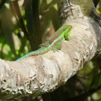 21. Phelsuma borbonica - Gecko vert des Hauts - GEKKONIDAE - Endemique Reunion  IMG_4073.JPG.jpeg
