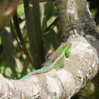 22. Phelsuma borbonica - Gecko vert des Hauts - GEKKONIDAE - Endemique Reunion  IMG_4074.JPG.jpeg