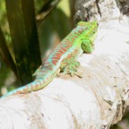 23. Phelsuma borbonica - Gecko vert des Hauts - GEKKONIDAE - Endemique Reunion  IMG_4075.JPG.jpeg
