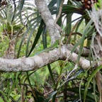 25. Phelsuma borbonica - Gecko vert des Hauts - GEKKONIDAE - Endemique Reunion  IMG_4078.JPG.jpeg