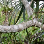 26. Phelsuma borbonica - Gecko vert des Hauts - GEKKONIDAE - Endemique Reunion.jpeg