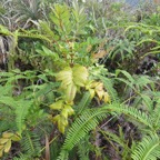 27. Weinmannia tinctoria - Tan rouge -CUNONIACEAE IMG_4080.JPG.jpeg