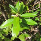 28. Melicope obscura Bois de catafaille Ru taceae Endémique La Réunion.jpeg