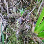 38. Bulbophyllum mascarenense ( minutum ) Orchidaceae.jpeg