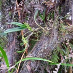 39. Bulbophyllum cylindrocarpum Orchida ceae Indigène La Réunion IMG_4095.JPG.jpeg