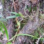 40. Bulbophyllum cylindrocarpum Orchida ceae Indigène La Réunion.jpeg