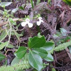 44. Oeonia rosea - EPIDENDROIDEAE - Indigene Reunion IMG_4100.JPG.jpeg