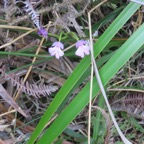45. Cynorkis purpurascens - Orchidoideae - Indigene Reunion.jpeg